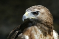 Buse Variable-03